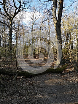 Fallen tree on the path in forrest