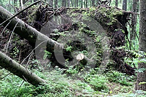 Fallen tree in a pine forest