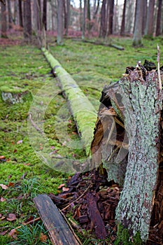 Fallen tree in a pine forest in winter