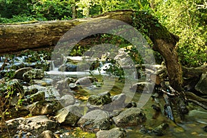 Fallen tree the Plym Valley Shaugh
