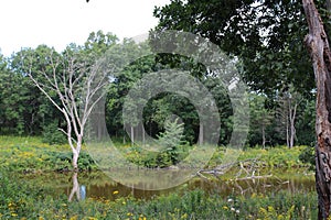 A fallen tree in a pond surrounded by wildflowers, grasses and trees in Antioch, Illinois