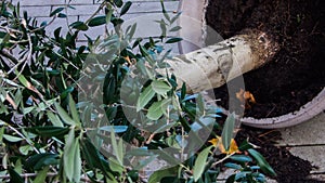 Fallen Tree Pot with soil