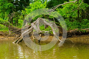 Fallen Tree in Potomac River