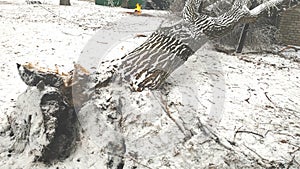 Fallen tree on a power line in a snowy winter.