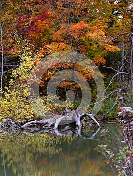 Fallen Tree is reflected in Steele Creek Lake photo
