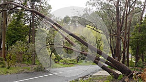 Fallen tree rests on power lines in Adelaide Hills