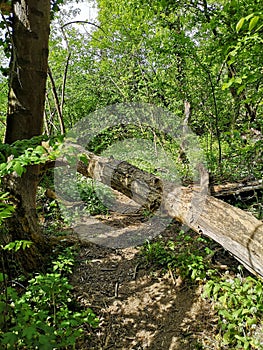 Fallen tree on the riparian forrest road