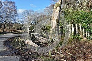 Fallen tree by roadside