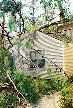 Fallen Tree photo