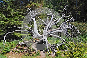 Fallen Tree Root Structure