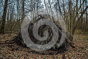 A fallen tree root system exposed in a forest, suggesting nature's raw power and decay