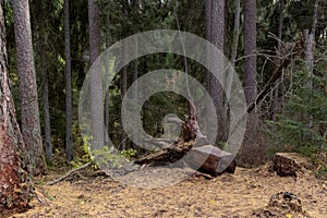 Fallen tree with roots