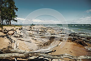 Fallen tree with roots on the beach