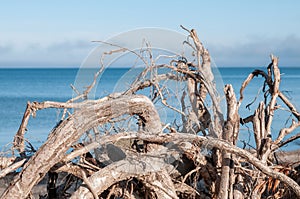 Fallen tree roots and blue lakes