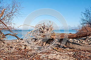 Fallen tree roots and blue lakes