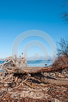 Fallen tree roots and blue lakes