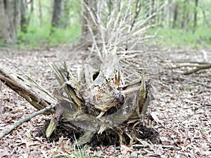 Fallen tree roots dark forest