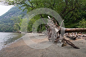 Fallen Tree with Roots on Little Stony Point along the Hudson River in Cold Spring New York during a Foggy Day