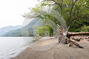 Fallen Tree with Roots on Little Stony Point along the Hudson River in Cold Spring New York during a Foggy Day