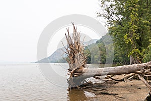 Fallen Tree with Roots on Little Stony Point along the Hudson River in Cold Spring New York during a Foggy Day