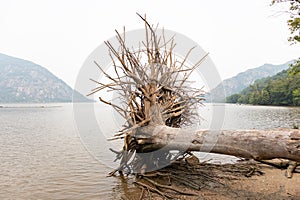 Fallen Tree with Roots on Little Stony Point along the Hudson River in Cold Spring New York during a Foggy Day