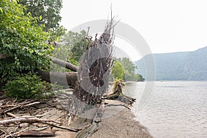 Fallen Tree with Roots on Little Stony Point along the Hudson River in Cold Spring New York during a Foggy Day