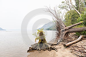 Fallen Tree with Roots on Little Stony Point along the Hudson River in Cold Spring New York during a Foggy Day