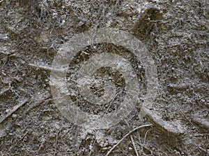 Fallen tree roots in spruce forest