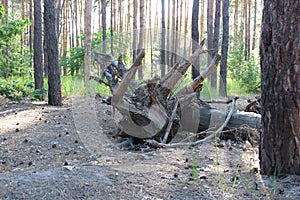 Fallen tree photo