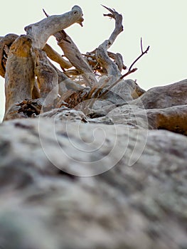 Fallen tree roots towering above