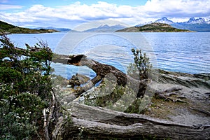 La Roca Lake with fallen tree on shore National Park Tierra del Fuego, Patagonia, Provincia de Tierra del Fuego, Argentina photo