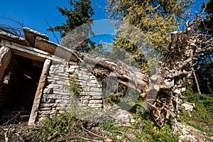 Fallen Tree on a Small Stone House in Italian Alps - Natural Disaster