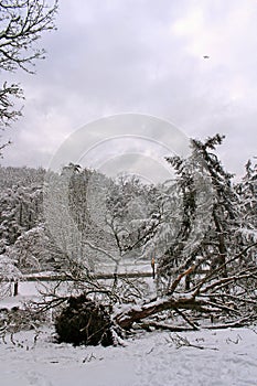 Fallen tree in the snow with airplane flying overhead