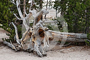 Fallen tree sprawling roots