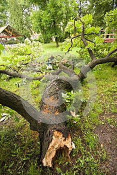 Caído un árbol después tormenta 