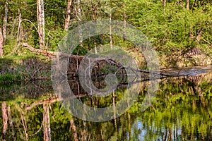 The fallen tree from the storm along the river