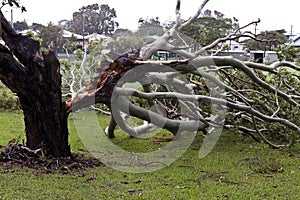 Fallen Tree, Storm Damage