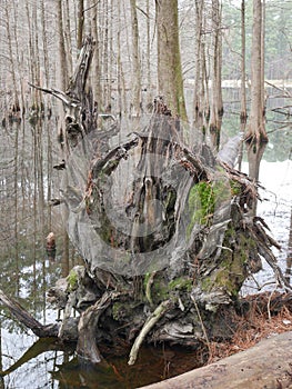 Fallen tree storm damage moss lake