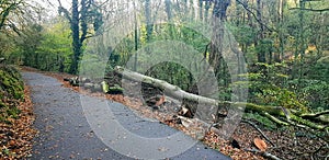 Fallen tree from Storm Damage