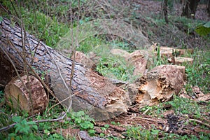 Fallen tree after storm