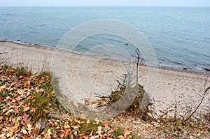 A storm-ravaged seashore, a fallen tree