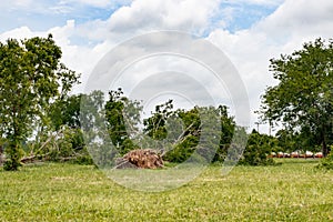 Fallen tree after storm , uprooted tree