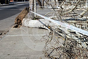 Caído un árbol 