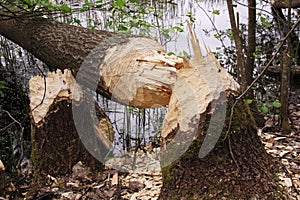 Fallen tree nibbled beavers