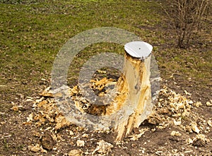 A fallen tree, a stump, a remnant of a tree, a felled tree