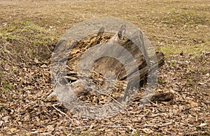 A fallen tree, a stump, a remnant of a tree, a felled tree