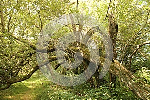 Fallen tree in summer in forrest