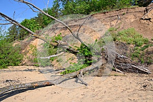 The fallen tree together with the captured roots of a lump of earth