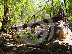 Fallen tree in the Top End, Australia
