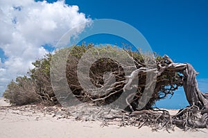 Fallen tree, tourist spot in Jericoacoara, a place in northeastern Brazil